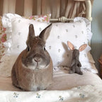 Fledge & Thread Cushion