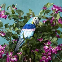 Azure Yellow Belly Parrot Small