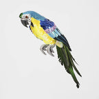 Azure Yellow Belly Parrot Small