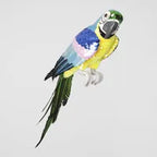 Azure Yellow Belly Parrot Large