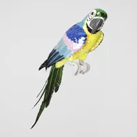 Azure Yellow Belly Parrot Large